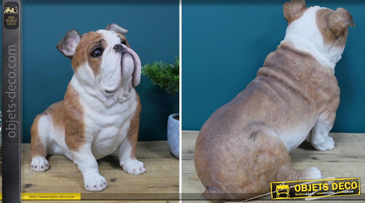 Représentation réaliste d'un bulldog anglais, en résine avec pelage blanc et brun clair, 36cm